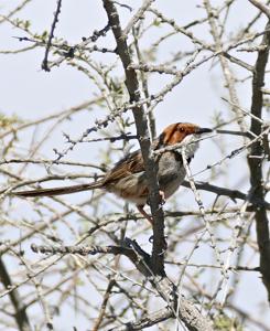 Malcorus pectoralis pectoralis