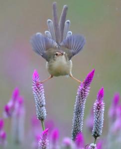 Prinia inornata