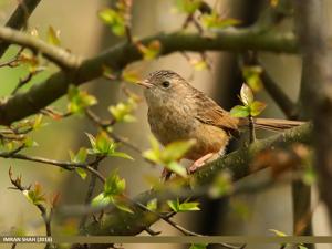Prinia crinigera