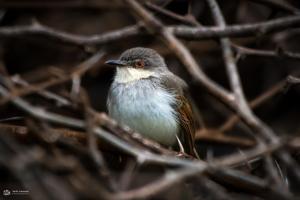 Prinia hodgsonii