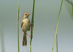 Prinia buchanani