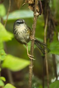 Prinia superciliaris