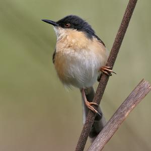 Prinia socialis
