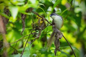 Prinia superciliaris
