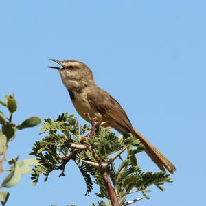 Prinia flavicans