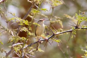 Prinia fluviatilis