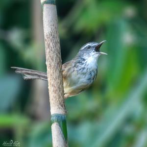 Prinia superciliaris