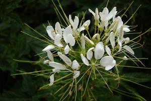 utils/thumbs/Cleomaceae/Cleome_YqzYLA6oTXDEXHWWwMGHjz.jpg