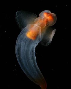 utils/thumbs/Clionidae/Clione_ScptuFzXGuN9sy5wYzSTC6.jpg