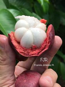 utils/thumbs/Clusiaceae/Garcinia_Suoe9yDYNKPydLPUv2mZUn.jpg