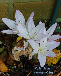 Colchicum macrophyllum