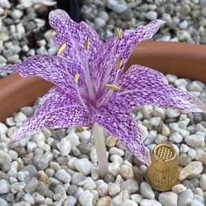 Colchicum variegatum