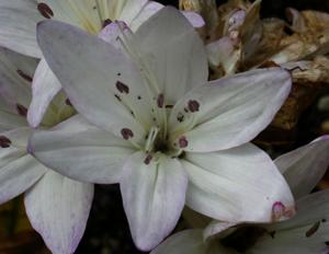 Colchicum macrophyllum