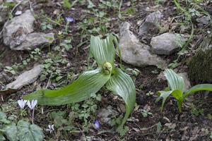 Colchicum macrophyllum
