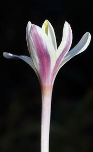Colchicum kesselringii