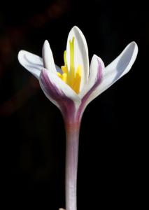 Colchicum kesselringii