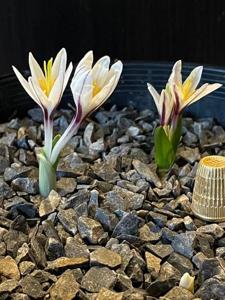 Colchicum kesselringii