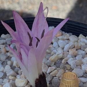 Colchicum macrophyllum
