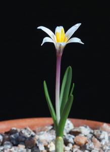 Colchicum kesselringii