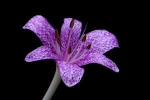 Colchicum variegatum