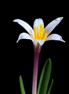 Colchicum kesselringii