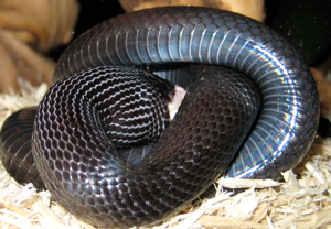 Lampropeltis californiae nigrita