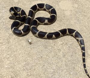 Lampropeltis getula floridana