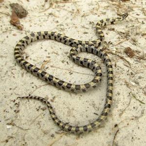 Lampropeltis extenuata