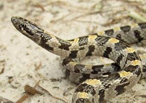 Lampropeltis extenuata