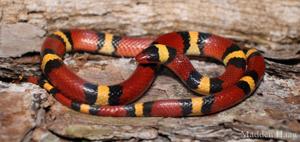 Lampropeltis elapsoides