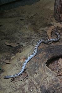 Pantherophis spiloides