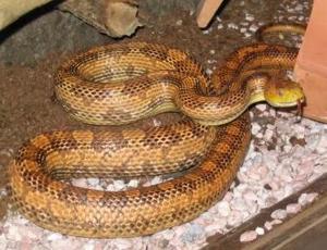 Pantherophis obsoletus quadrivittata