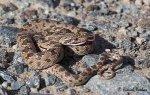 utils/thumbs/Colubridae/Spalerosophis_BTrwEN2aXY6mxuQUESxbtW.jpg