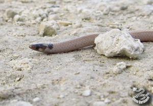 utils/thumbs/Colubridae/Tantilla_YmMTuVuLNEoFTpcWtfQ29C.jpg