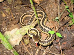 Thamnophis sirtalis