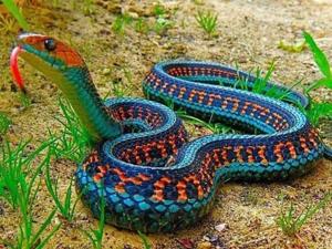 Thamnophis sirtalis tetrataenia