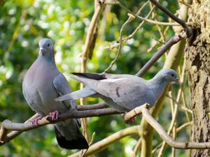 Columba oenas
