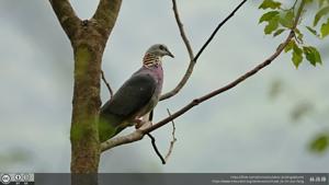 Columba pulchricollis
