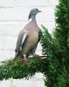 Columba pulchricollis