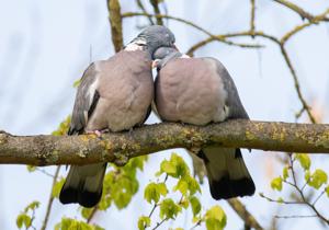 Columba pulchricollis