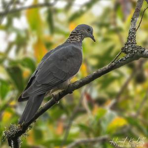 Columba pulchricollis