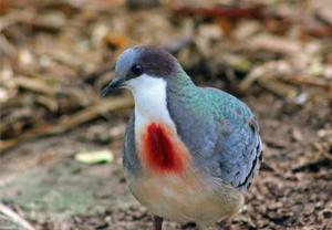 utils/thumbs/Columbidae/Gallicolumba_KVVduPHwSgJjxs7sGaZRgE.jpg