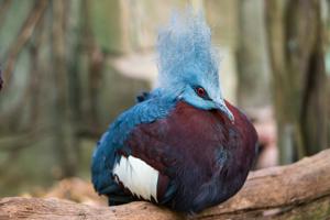 utils/thumbs/Columbidae/Goura_FZXHAFc9vXRy3Dav23KUBj.jpg