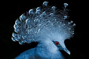 utils/thumbs/Columbidae/Goura_nz63a66Ez9uqP6aqTENtja.jpg