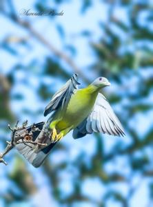 Treron phoenicopterus