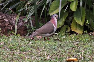 utils/thumbs/Columbidae/Leptotila_9UWeXRWk7wPnp7a4UZzDpL.jpg
