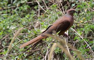 utils/thumbs/Columbidae/Macropygia_L3n9v84bVPmZ6SsxcDtrYK.jpg