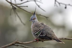 Ocyphaps lophotes lophotes