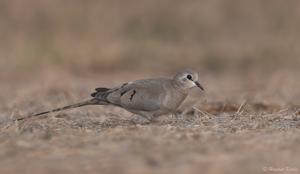 Oena capensis