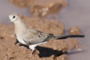 Oena capensis